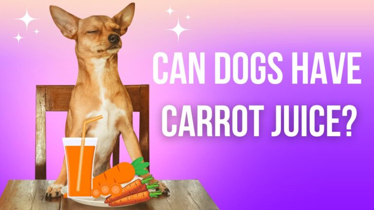 Can Dogs Have Carrot Juice