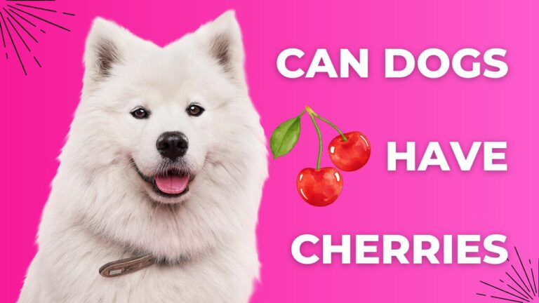 Can Dogs Have Cherries Without Seeds