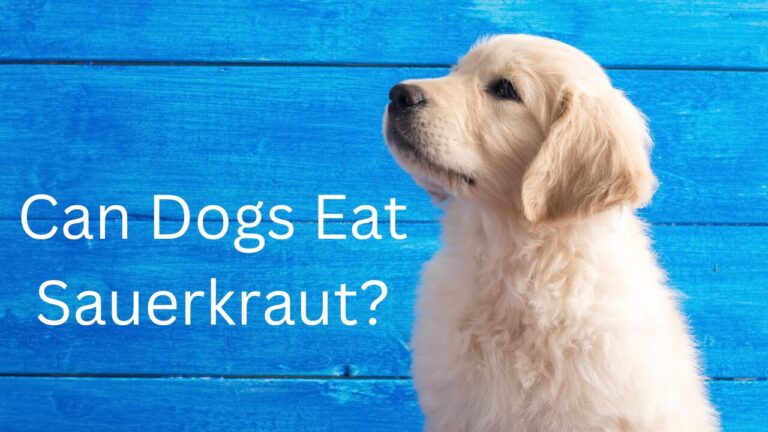 Can Dogs Eat Sauerkraut?