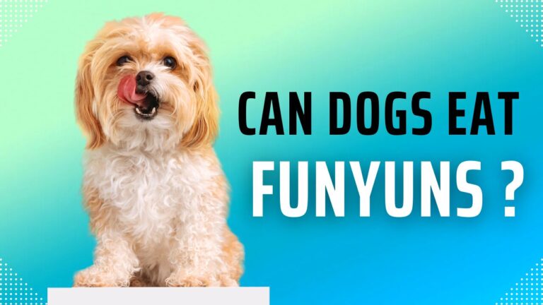 can dogs eat funyuns?