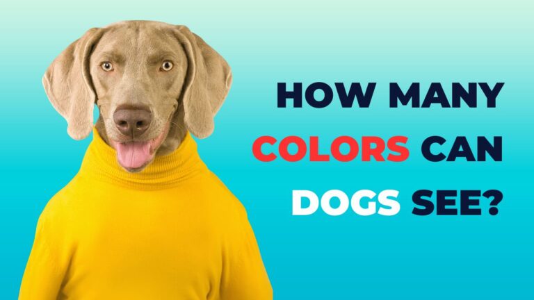 How Many Colors Can Dogs See?