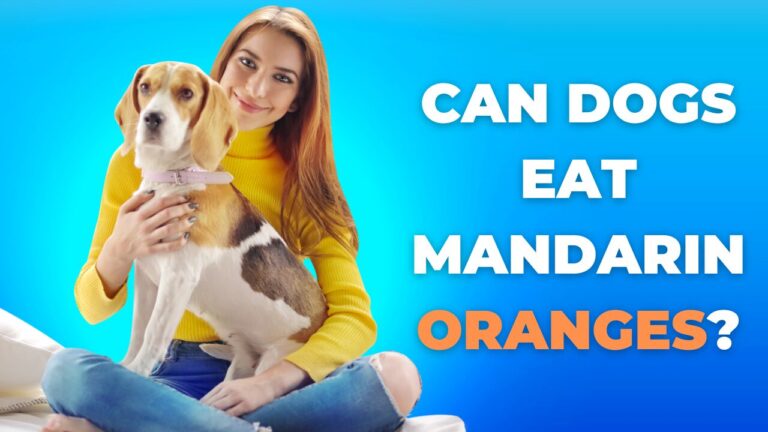 can dogs eat mandarin oranges