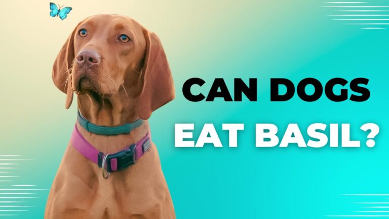 Can Dogs Eat Basil