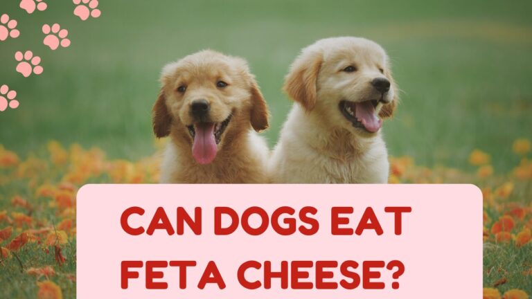 Can Dogs Eat Feta Cheese