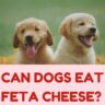 Can Dogs Eat Feta Cheese