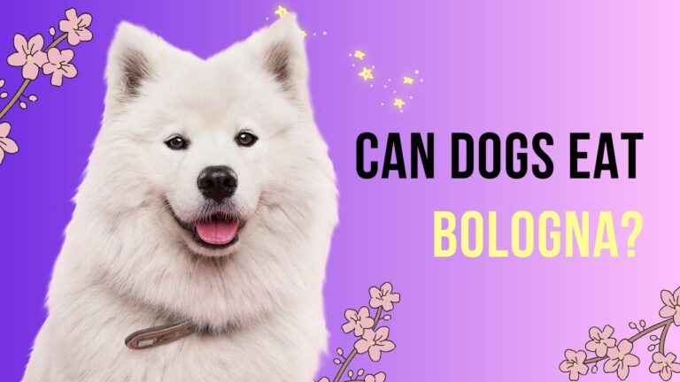 can dogs eat bologna