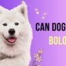 can dogs eat bologna