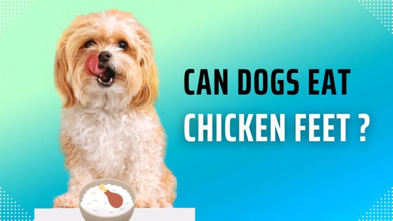 can dogs eat chicken feet