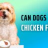 can dogs eat chicken feet