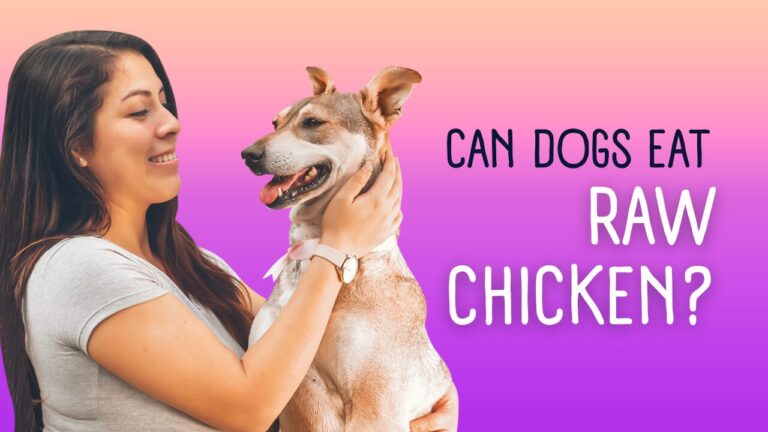 can dogs eat chicken raw