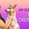 can dogs eat chicken raw